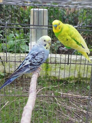кольчатый попугай цена: Papuqaylar satılır Erkəy mayadı cütü 30 manat. Qəfəslə 45 manat. Ünvan — 2