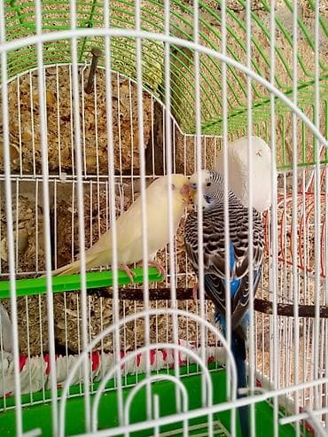 heyvan sahibləndirmə: Hazir cüt qəfəslə — 6