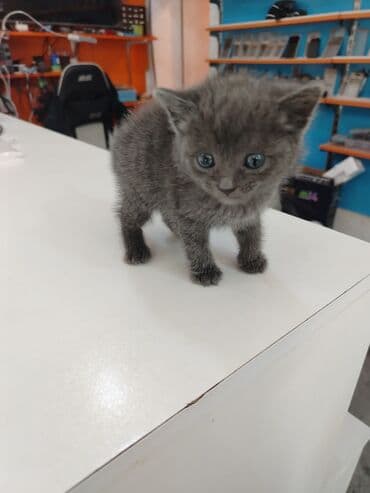 британская голубая кошка: Русская голубая, В добрые руки — 4