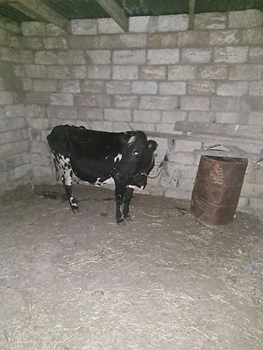4 ci qarına 6 litr qaranti İney satılır balası dişidi təmiz anqusdu lalafo.az -da 4 ci qarına 6 litr qaranti İney satılır balası dişidi təmiz anqusdu