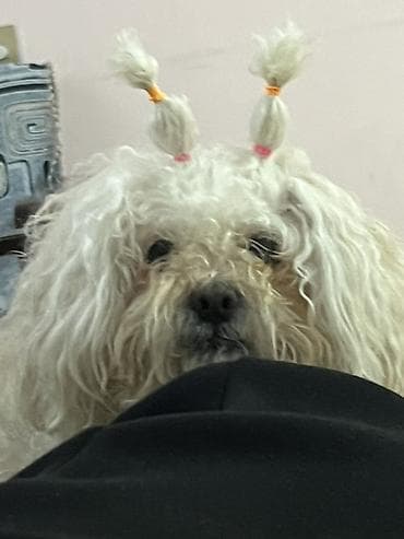 quş qefes: 3 il, Dişi, Peyvəndli, Ödənişli çatdırılma — 2