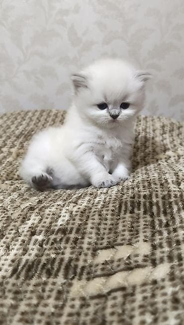 şotlan pişik: Şotland uzun tüklü — 10