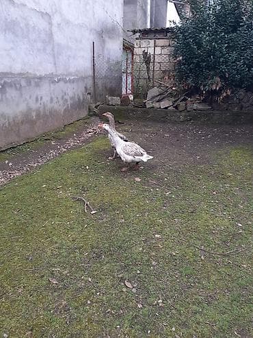 cucelerin satisi: Bir cüt erkəy və dişi saçaqlı qaz satılır yumurtamaq istəyir çox gözəl — 2
