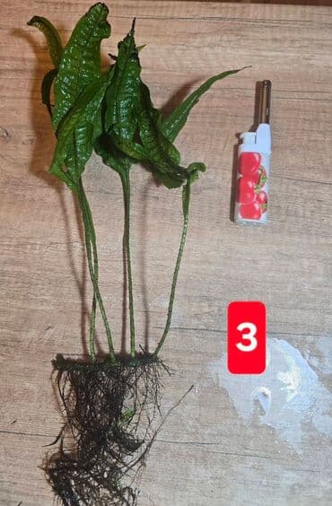 hemise yasil bitkiler: Fork Leaf Java Fern. Haçayarpaq Poporotnik. 4 ədədi 10AZN. Tək-tək 2-3 — 6