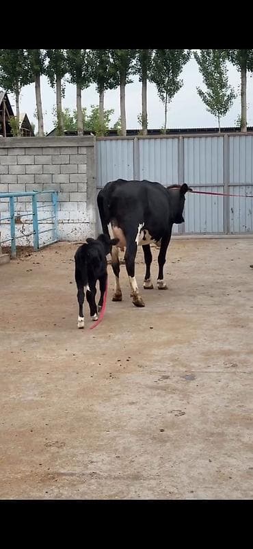 simental inekleri: Südlük inək buzovu ilə birlikdə - Cins: qara-ağ (Holşteyn tipli — 3