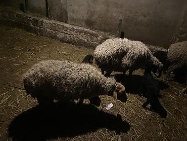 ördək balası: 6 dene balali qoyun 2 si ekiz di 4 du tek . Kom 6 qoyun 8 quzu — 7