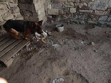 ev heyvanlari satisi: Alman çoban iti, 1 il, Rayonlara çatdırılma — 6