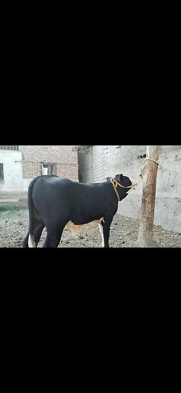 at balasi satilir: Erkək dana - Rəng: qara-ağ (ağ alın və ağız, ayaqlarda ağ corablı — 3