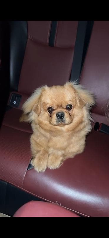 bokser it: Pekines, 7 ay, Erkek, Peyvəndli, Pulsuz çatdırılma — 2