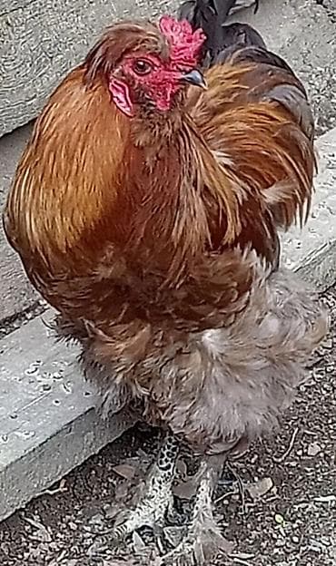 dark brama: Xoruz, Brama, il: 1 — 5