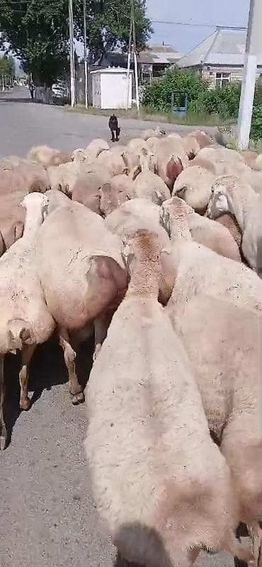 şirin it adları: Dişi, il: 1, Damazlıq, Pulsuz çatdırılma — 8