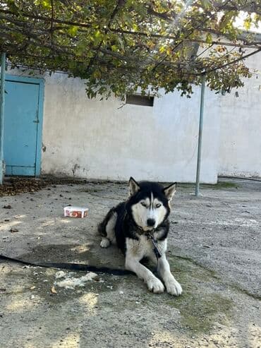 it adlari erkek azeri: Xaski — 2