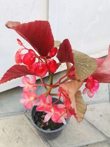 beqoniya gülü: Təcili köçürən bütün güllərimi ucuz satıram Beqoniya İnşaatçılar ve ya — 2