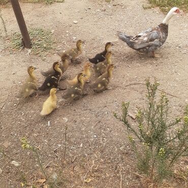 kayuqa ordək: Lal ördəklər macar sortu zümrüdü mirvari göy rəng balalarda satılır — 20