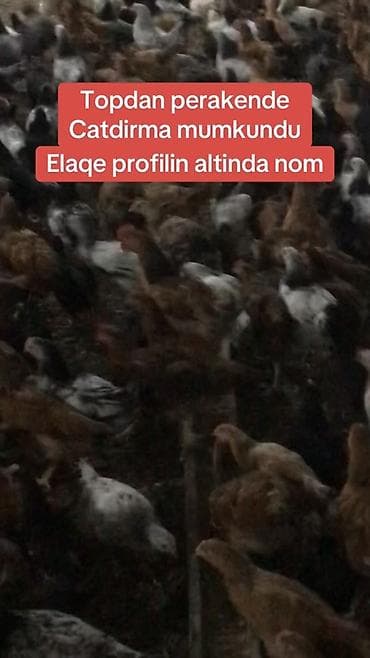 Toyuq cücələri, Ətlik