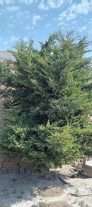 Thuja (ardıc tipli həmişəyaşıl) ağacı - Hündür, sıx və budaqları bol
