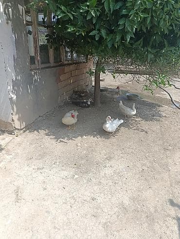 Ördəklər: Lal ördek 10fere 2erkey 19bala 330m — 3
