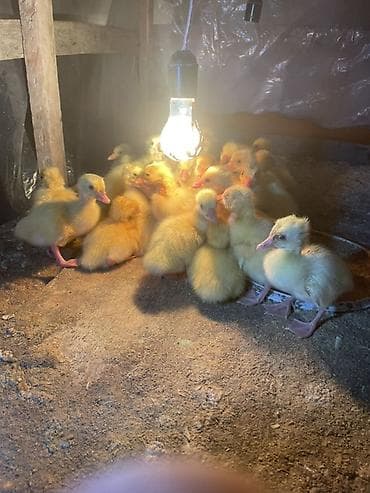 cüce: Ördək cücələri, Damazlıq — 3