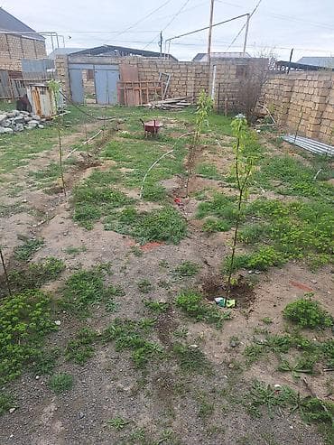 goycayda satilan ucuz evler: 2000 kv. m, 2 otaqlı, İşıq, Su — 6