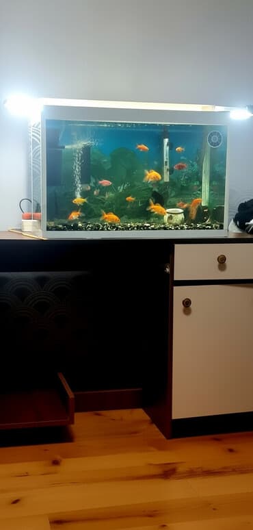 Akvariumlar: Akvarium-şkaf, Balıqlarla birlikdə, 100 l, Ünvandan götürmə — 2