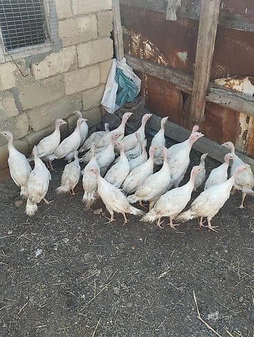 Hinduşkalar: Unvan gilezi. 27 eded hamsi bir yerde satilir real alici zeng etsin ve — 2