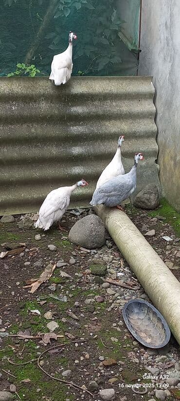 at yəhər: Toyuq, Damazlıq — 6