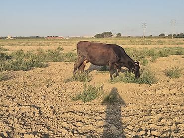 mal satisi: Aşağı yeride olacağı tecili satılır — 4