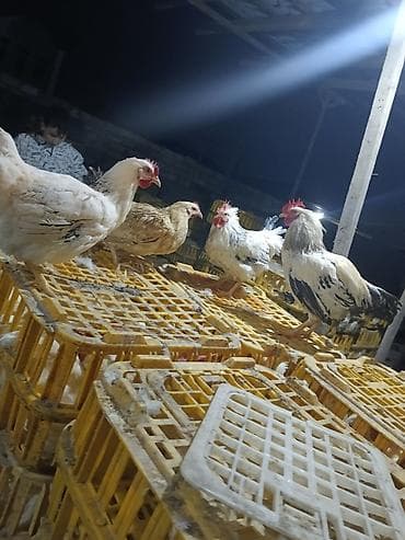 Куры: Курица, Для разведения — 3