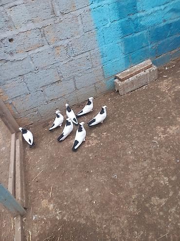 it wekilleri: Məhsul: Qara-ağ rəng çalarlarında iki dekorativ göyərçin cütü Təsvir — 4