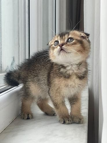 pişik boz: Şotland — 1