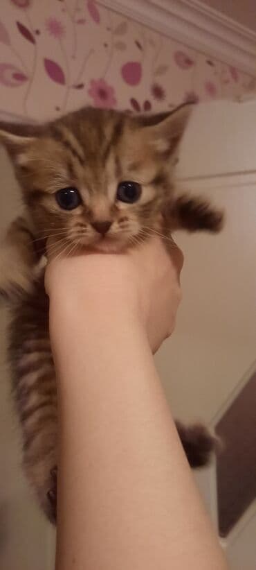 şotlan pisiyi: Britan — 3