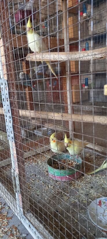 danışan tutuquşu satışı: Yeni dene dusmus balalardir — 6