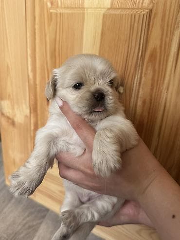 qurdbasar balaları: Pekines, 1 ay, Dişi — 5