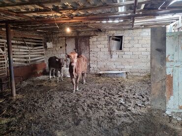 Erkək dana. 10 aylıq. Tam sağlam — 3