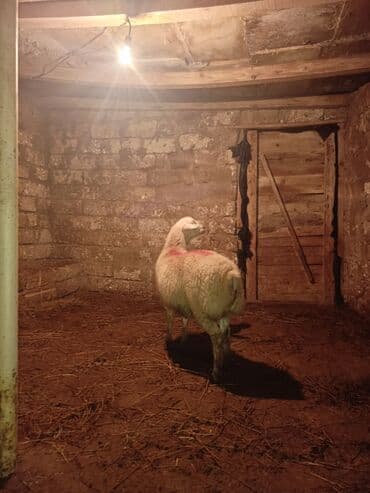 Quzu, Erkək, ay: 8, 32 kq, Ətlik, Ünvandan götürmə