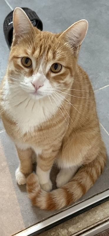 scotland pisik: Türk anqora, Erkək, Yaxşı əllərə — 1