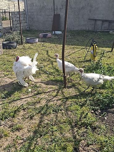 amerikan bronz hinduşka: Ağ rəngli hinduşka sürüsü - Növ: Ağ geniş döşlü (white turkey) — 5