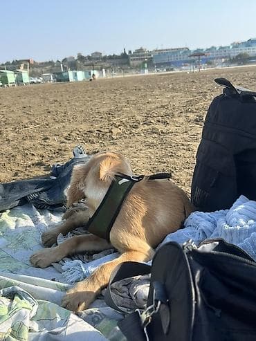 afcarka itleri qiymeti: Koker spaniyel, Dişi, Peyvəndli, Ünvandan götürmə — 3