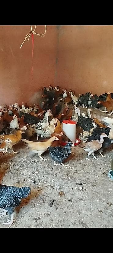 meyn kun qiymeti: 3 ayının içində olan superaktiv kənd cücələri satılır, sağlam və aktiv — 4