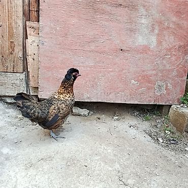 geref qus: Salam gördüyünüz yaponkalari satıram cütü 40 manata barterdə edərəm — 2