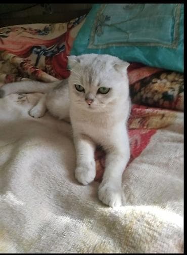 col dovsani satilir: Şinşilla, Erkək, Yaxşı əllərə, Rayonlara çatdırılma — 2