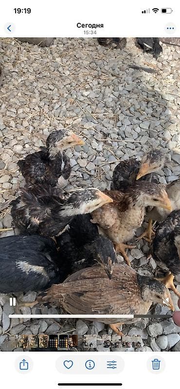 Toyuq cücələri, Damazlıq lalafo.az -da Toyuq cücələri, Damazlıq