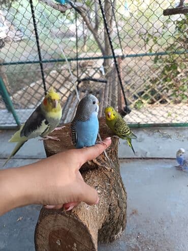 попугай жако купить в баку: Tam saglam quşlardi hamisi cavandi 6 dene erkeydi bir 2 denesi qocadi — 2