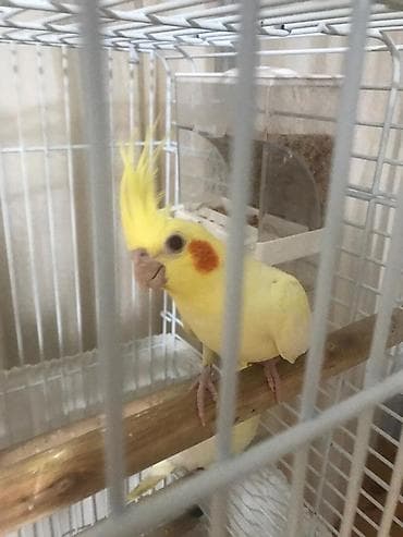 quslar satisi: Korella danismaqa hazir quslar satilir tam sağlam vitaminli ev şəraiti — 3