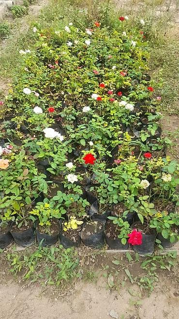 xlorofitum bitkisi: Gül kolları – qızılgül şitilləri - Növlər: müxtəlif dekorativ — 4