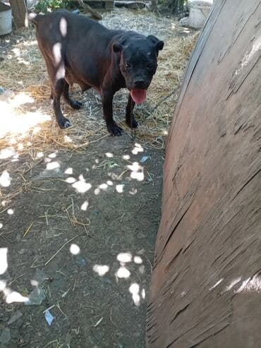 cau cau iti satilir: Caneli corso — 2