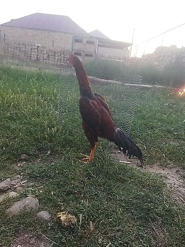 Temiz brazildi 5 ay yarım qanına cinsine cavabdehem luboy tayını