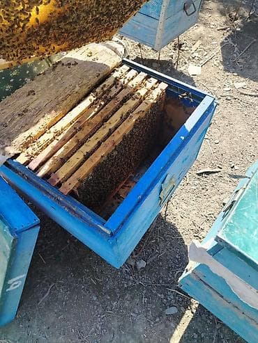 hava kompresoru satilir: Arı satıram hamsı dadan yeşiklərdi 8 10 ramka 230 manat 5 6 ramka 170 — 5