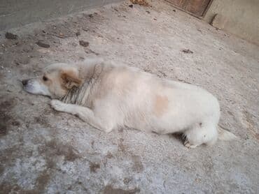 bakıda it satışı: Tam sağlam it satlır — 6