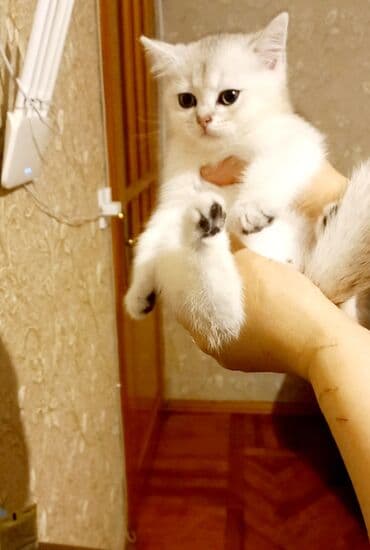 одежда для кошек: Шотландская, Самец, Самка, Самовывоз — 3